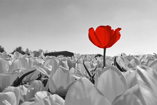 Fleur rouge se démarquant des fleurs grises autour d'elle